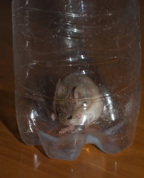 House mouse cleaning inside a plastic bottle. — Stock Photo, Image