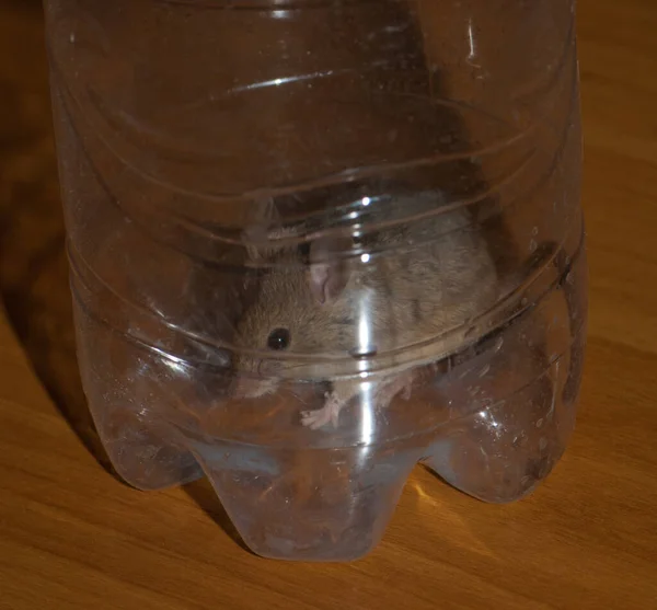 Casa rato Mus musculus preso dentro de uma garrafa de plástico. — Fotografia de Stock