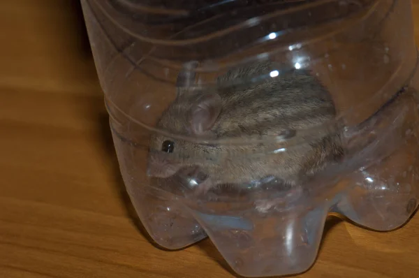 Dom mysz Mus musculus uwięziony wewnątrz plastikowej butelki. — Zdjęcie stockowe