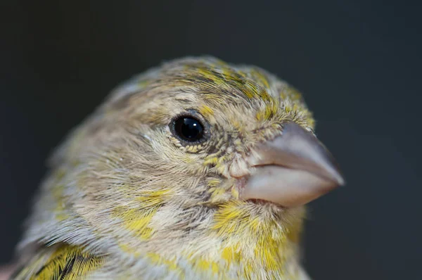 Tête d'un canari de l'Atlantique Serinus canaria. — Photo