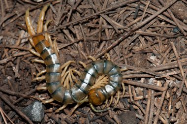 Kanarya kırkayağı, Scolopendra valida, Las Brujas Dağı 'nda.