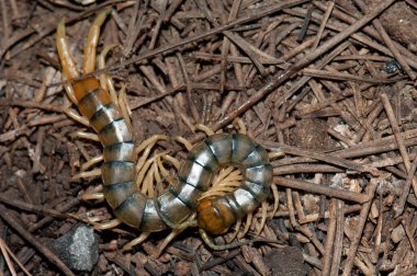 Canarian centipede, Scolopendra valida, in Las Brujas Mountain. clipart