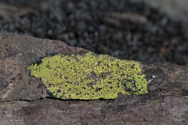 Lichen Las Brujas dağında bir kayanın üzerinde..