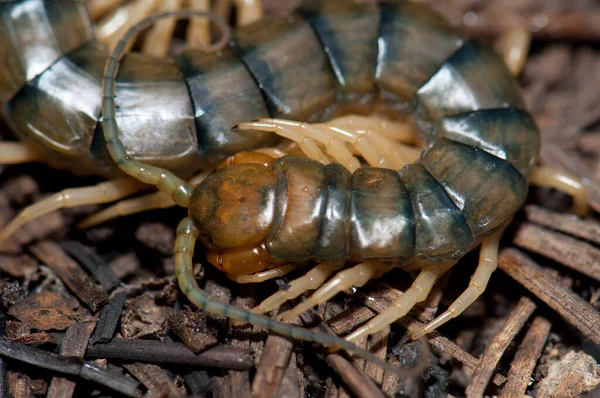 Centopiedi delle Canarie, Scolopendra valida, nella montagna di Las Brujas. — Foto Stock