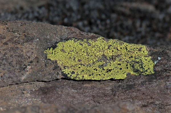 Lichen em uma rocha em Las Brujas Mountain. — Fotografia de Stock