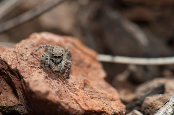 Zıplayan örümcek, Aelurillus lucasi, bir taşın üzerinde. — Stok fotoğraf