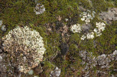 Integral Doğal Rezerv 'de Lichen ve yosun.