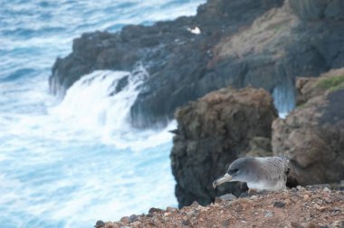 Juvenile Corys Kıyı kenarındaki yelkovan.