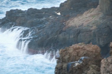 Juvenile Corys yelkovan suyu, Calonectris can sıkıntısı, uçuyor..