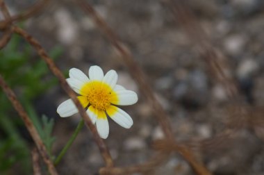 Arizona 'nın Çiçeği bir çitin arkasında yalvarıyor, Bidens Aurea..
