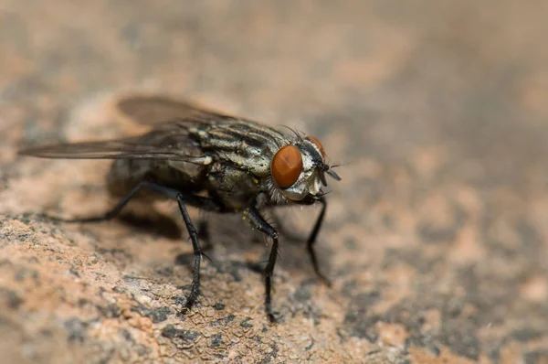 Common flesh fly, Sarcophaga carnaria on a rock. — Stock Photo, Image