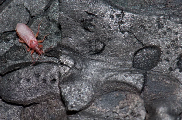 True bug on a burned trunk of Canary Island pine. — Stock Photo, Image