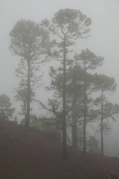 霧に包まれたカナリア島の森. — ストック写真
