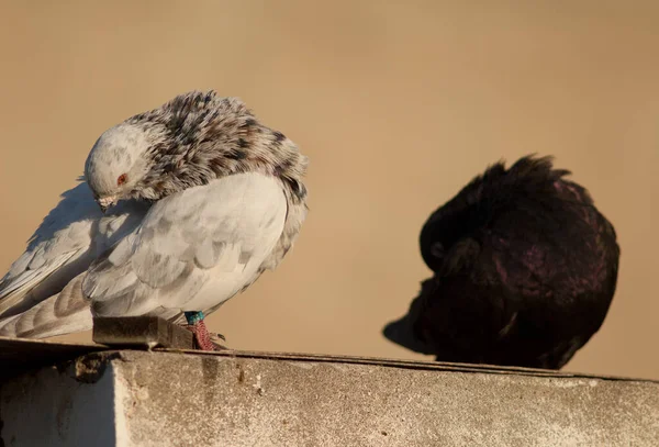 Domestic pigeons, Las Palmas de Gran Canaria. — Stock Photo, Image