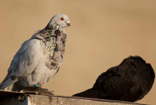 Domestic pigeons, Las Palmas de Gran Canaria. — Stock Photo, Image