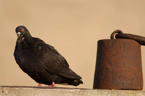 Paloma doméstica, Columba livia domestica, y peso. —  Fotos de Stock