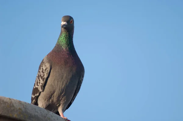 Pombo doméstico, Las Palmas de Gran Canaria. — Fotografia de Stock