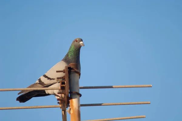 Paloma doméstica, Columba livia domestica, posada sobre una antena. —  Fotos de Stock