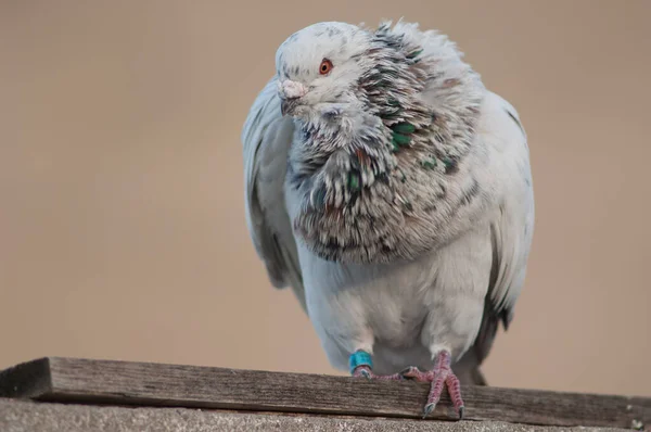 Domestic pigeon, Las Palmas de Gran Canaria. — Stock Photo, Image