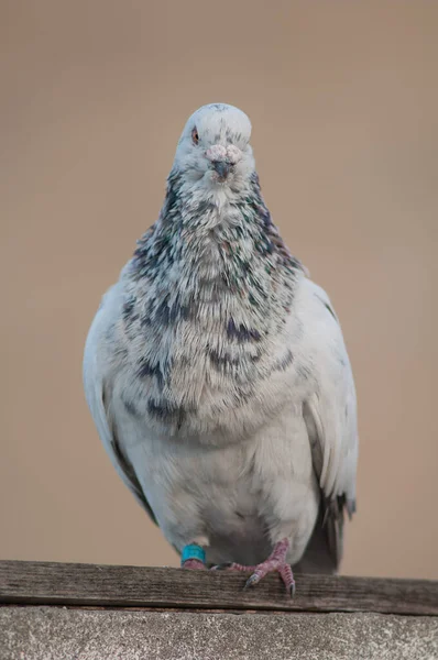 Domestic pigeon, Las Palmas de Gran Canaria. — Stock Photo, Image