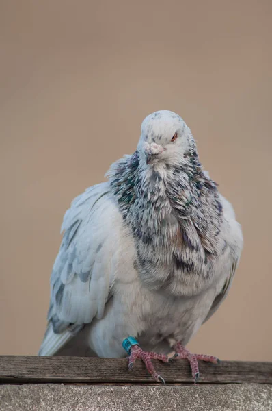 Domestic pigeon, Las Palmas de Gran Canaria. — Stock Photo, Image