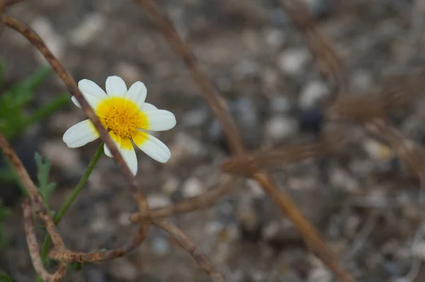 Flower of Arizona beggarticks, Bidens aurea, behind a fence.