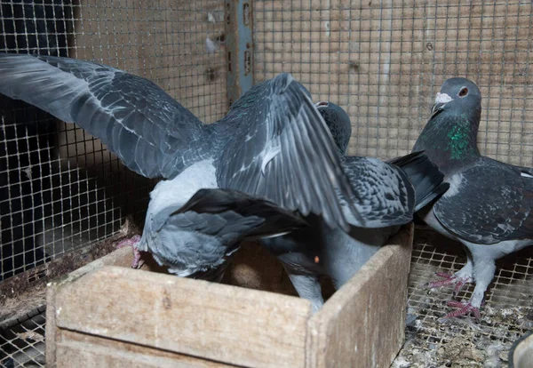Pombos domésticos lutando por comida dentro de um sótão. — Fotografia de Stock