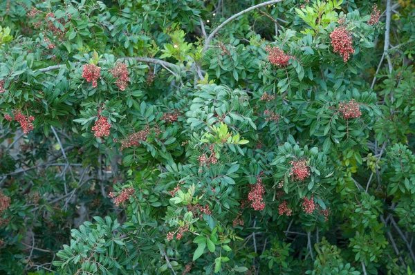 Brazilian pepper with berries, The Nublo Rural Park. — Stock Photo, Image