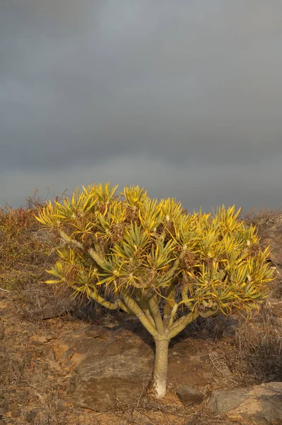 Šťavnatá rostlina Kleinia neriifolia ve venkovském parku Nublo. — Stock fotografie