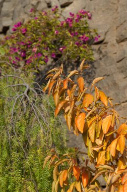 Nublo Kırsal Parkı 'nda ağaç türleri tanıtıldı..