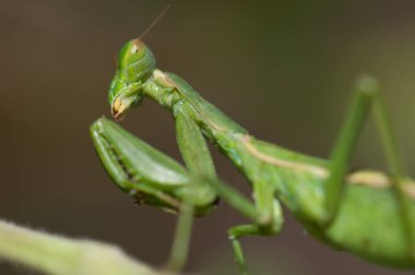 Peygamber devesi İntegral Doğal İnagua Rezervi.