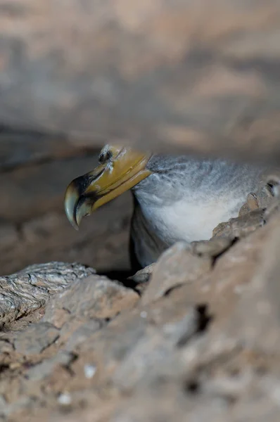 Puffin de Corys Calonectris borealis dans le nid. — Photo