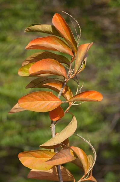 Branche et feuilles d'une espèce d'arbre introduite dans le parc rural Nublo. — Photo