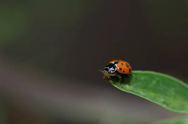 Adonis ladybird Hippodamia variegata på et blad. - Stock-foto