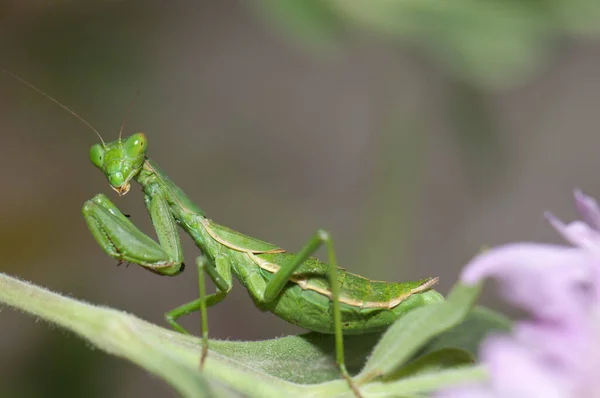 Gottesanbeterin integrales Naturreservat von Inagua. — Stockfoto