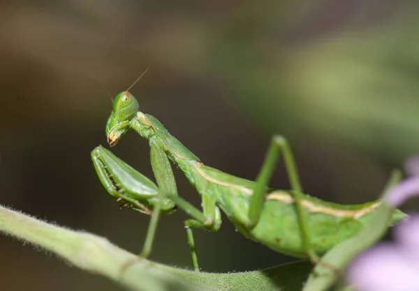 Bidsprinkhaan Integraal Natuurreservaat van Inagua. — Stockfoto