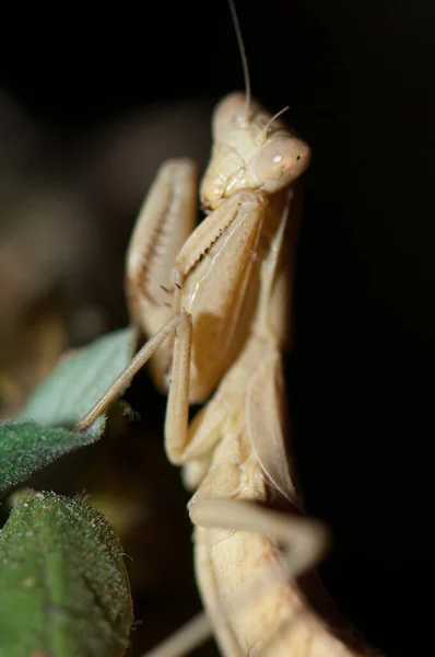 Praying mantis Integral Natural Reserve of Inagua. — Stock Photo, Image