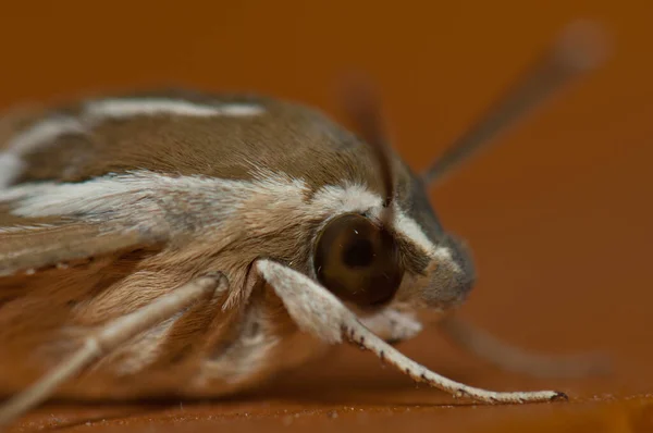 White-lined sphinx Hyles lineata, Cruz de Pajonales. — Stock Photo, Image