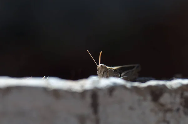 Canarische sprinkhaan Calliptamus plebeius op een muur. — Stockfoto