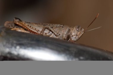 Kanarya Çekirgesi Calliptamus Plebeius muslukta.