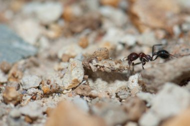 Karınca Messor minör maurus yiyecek taşıyor, Integral Doğal Entegrasyon Rezervi.