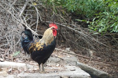 Rooster Gallus gallus domesticus Nublo Kırsal Parkı 'nda..