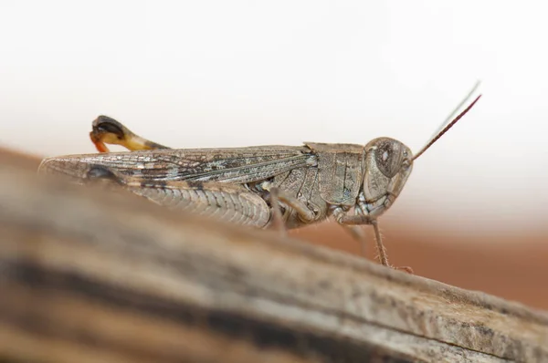 Kanarisk gräshoppa Calliptamus plebeius, Cruz de Pajonales. — Stockfoto