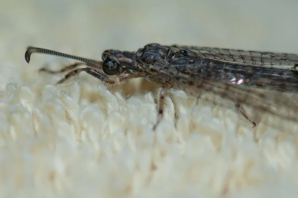 Antlion sur un tapis, Cruz de Pajonales. — Photo