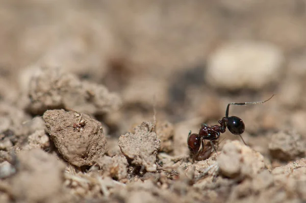 Ant Messor minor maurus, Naturreservat von Inagua. — Stockfoto