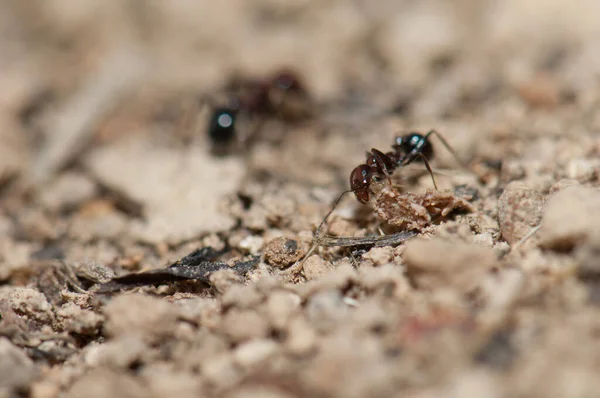 Ant Messor minor maurus, Naturreservat von Inagua. — Stockfoto