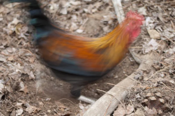 Hen Gallus gallus domesticus αναζήτηση, εικόνα θαμπάδα να προτείνει κίνηση. — Φωτογραφία Αρχείου