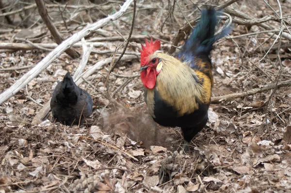 Galinhas Gallus gallus domesticus, galo à direita e galinha à esquerda forrageamento. — Fotografia de Stock