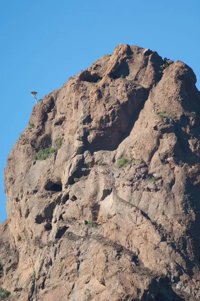 Gran Canaria Drachenbaum Dracaena tamaranae, links oben, wächst auf einem großen Felsen. — Stockfoto