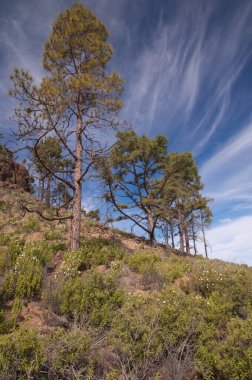 Kanarya Adası, Integral Doğal Rezervi 'nde Pinus kanaryası..